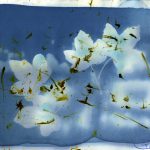 Ahornblätter Cyanotypie